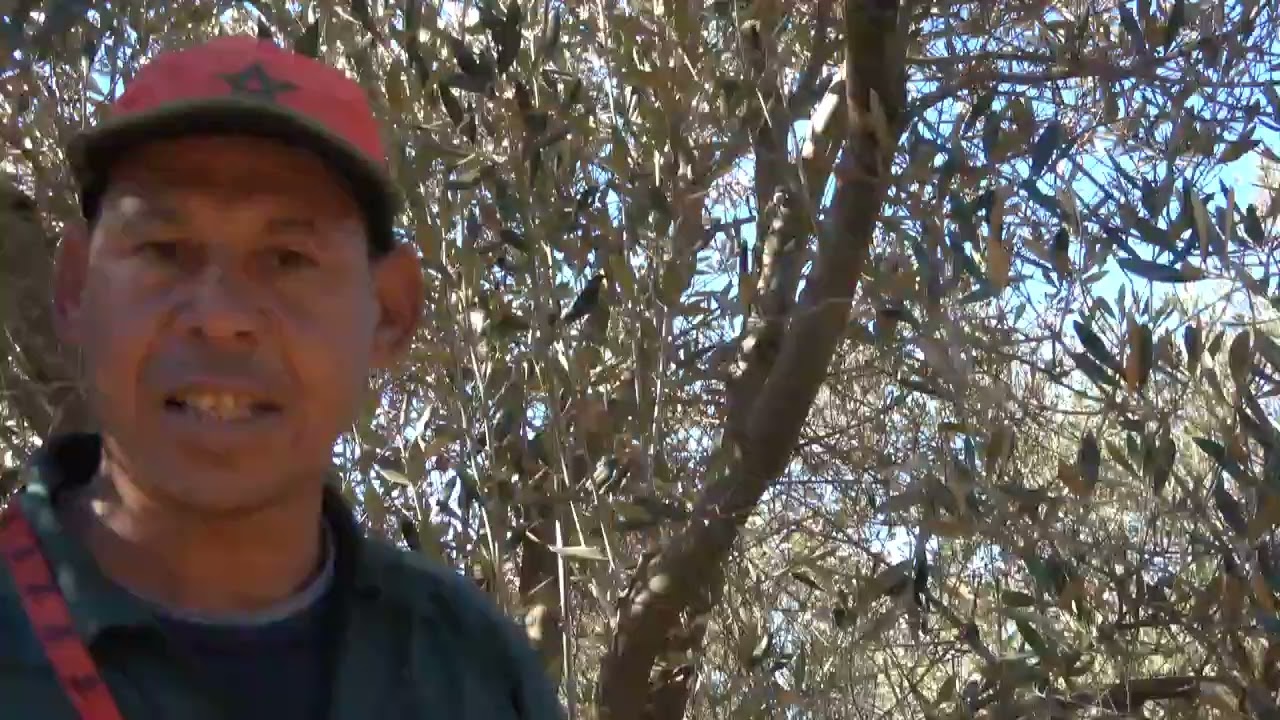 تقليم أضرار أغصان في أشجار الزيتون من منطقة سواحل البحر ولاد فرج