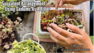 Succulent Arrangement Using Sedums as a Filler
