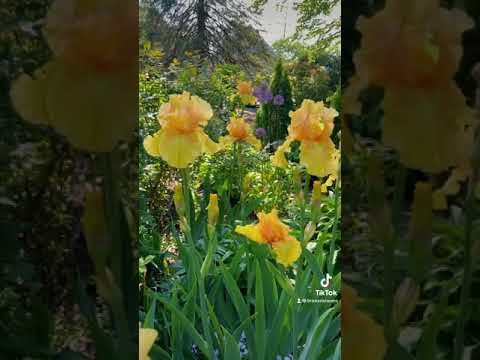 Video: Miniatúrne kosatce v záhrade: pestovanie rastlín kosatca chocholavého