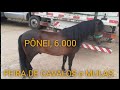 PÔNEI NA FEIRA DE CAVALOS CACHOEIRINHA PE 23-12-2021