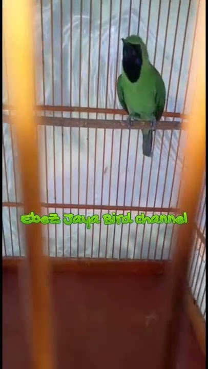 *Aksi Cucak Hijau Nalendra Mesin Jahit!!!
