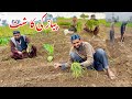 All Vegetables Prices is High Onion Cultivation  گھر کے لئے پیاز لگا دیا