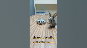 real rabbit 🐰and turtle 🐢#shorts #youtubeshorts #ytshorts #viral #rabbit #turtle