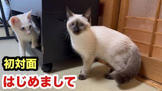 先住保護子猫と初対面するエミリーの反応がこちら