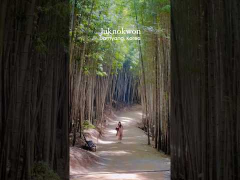 Bamboo city in Korea #koreatrip #koreatravel