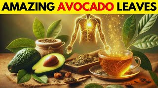Seniors, Discover the Powerful Health Benefits of Avocado Leaves | Senior Health Tips