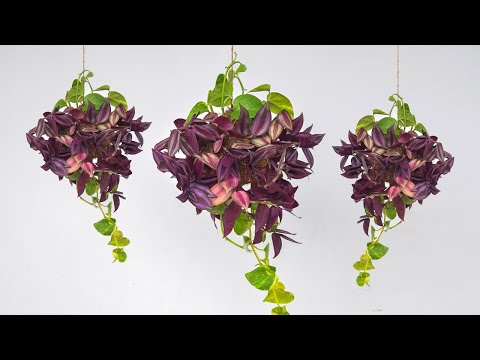 Video: Cách Trồng Tradescantia