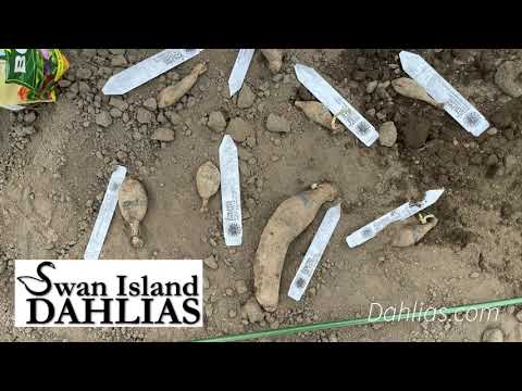 Vídeo: Dahlia Root Knot Nematode Dany: Lluita contra els nematodes de l'arrel de les dahlias