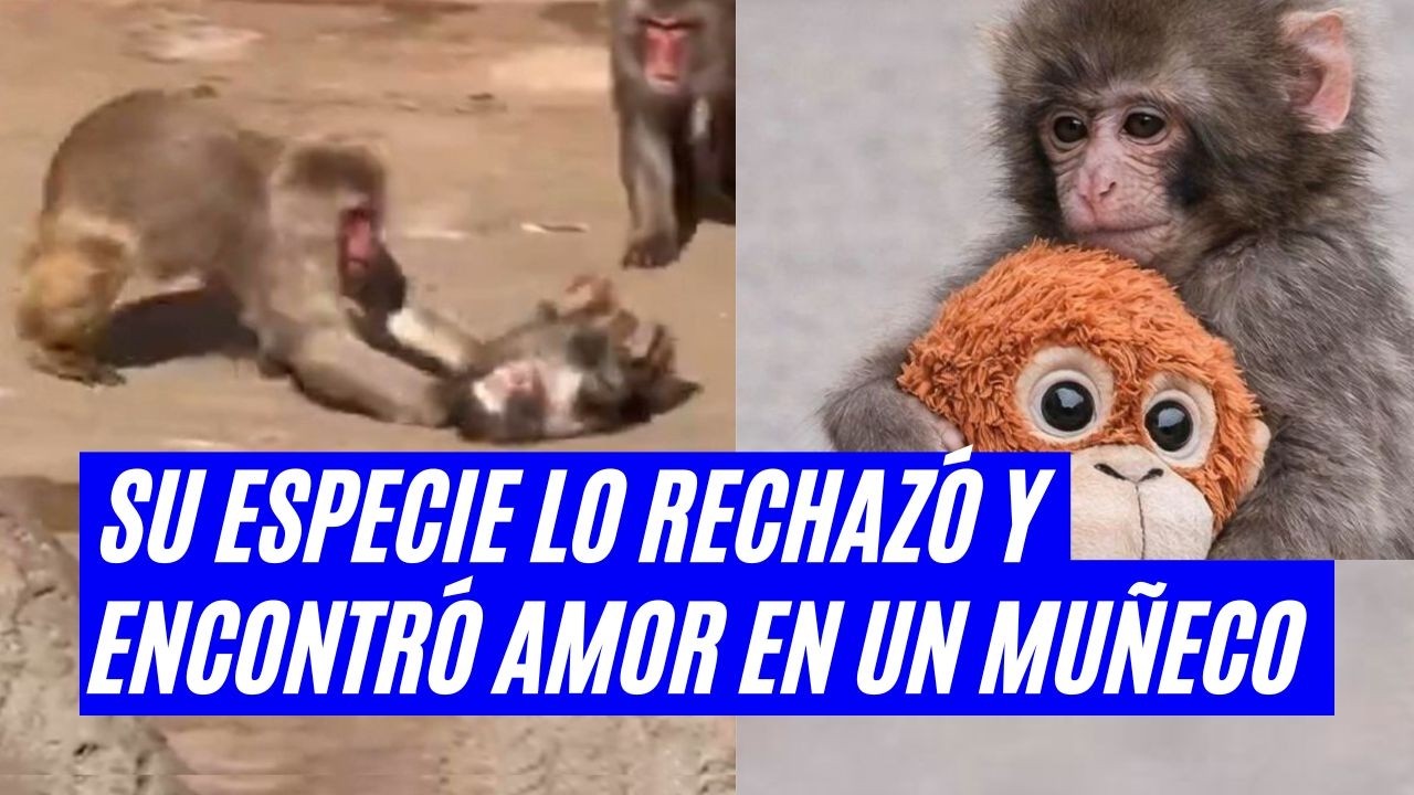 Punch el mono bebé que fue rechazado… y abrazó un peluche para sobrevivir