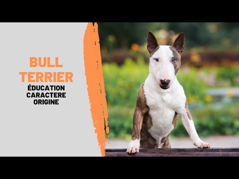 Vidéo: 5 signes que votre Bull Terrier est stressé