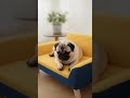 Cozy Pet Elevated Lounge Couch Sofa Bed