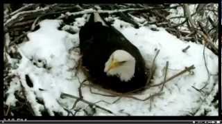 Minnesota DNR Eagle Cam 02-11-2013