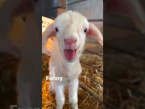 Newborn Lamb is