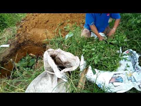 Video: Pupuk Rumput Dalam Tong: Bagaimana Cara Menyiapkan Pupuk Gulma Dengan Air Dan Ragi? Bagaimana Cara Membuat Pupuk Pupuk Hijau? Jenis Rumput Apa Yang Harus Diletakkan?