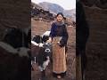 Beautiful Tibetan girl Layang Zhuoma documents life in the pastoral area.