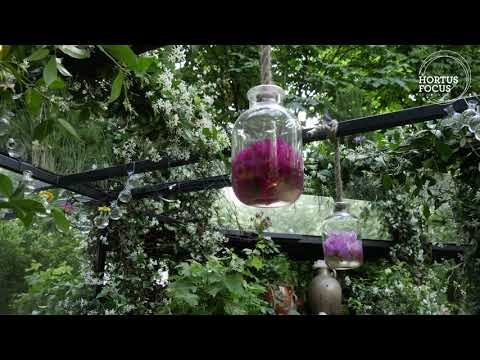 Vidéo: Growing Star Jasmine Vine - Comment et quand planter du jasmin étoilé dans le jardin