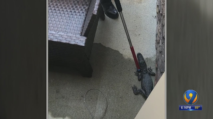 'He's hissing': Family shocked to find small alligator behind Weddington home