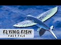 Flying fish facts the fish that flies  animal fact files