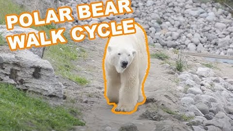 Polar bear walk cycle front back turn, animation reference