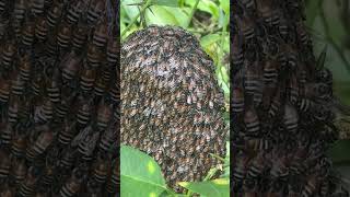 Thousands of Bees Form a Giant Living Ball! #beeswarm #bee #bumblebees #beevideo #beefriend