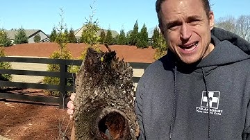 Arborist Tips: Are Lightning Struck Trees Dangerous?