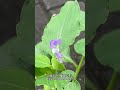 饭包草花vs鸭跖草花 #中草药 #plants #chineseherbs #植物科普