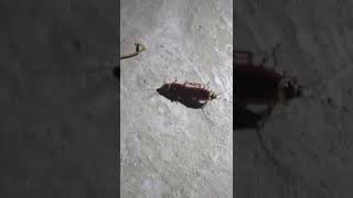 Cockroach Love
