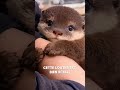 Cette loutre refuse de le lâcher 🥺 #shorts  #animaux