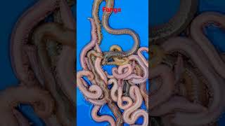 Sandworms vs bloodworms #shorts #fishing #worms