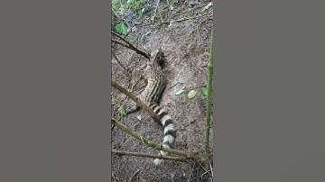 chồn mướp#hoangda