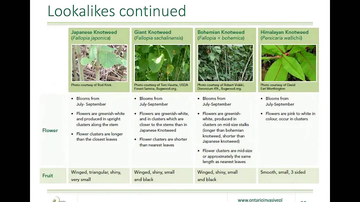 Invasive Forest Plants: Rachel Gagnon