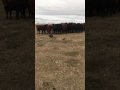 Curious cows follow a beaver all around field (video)