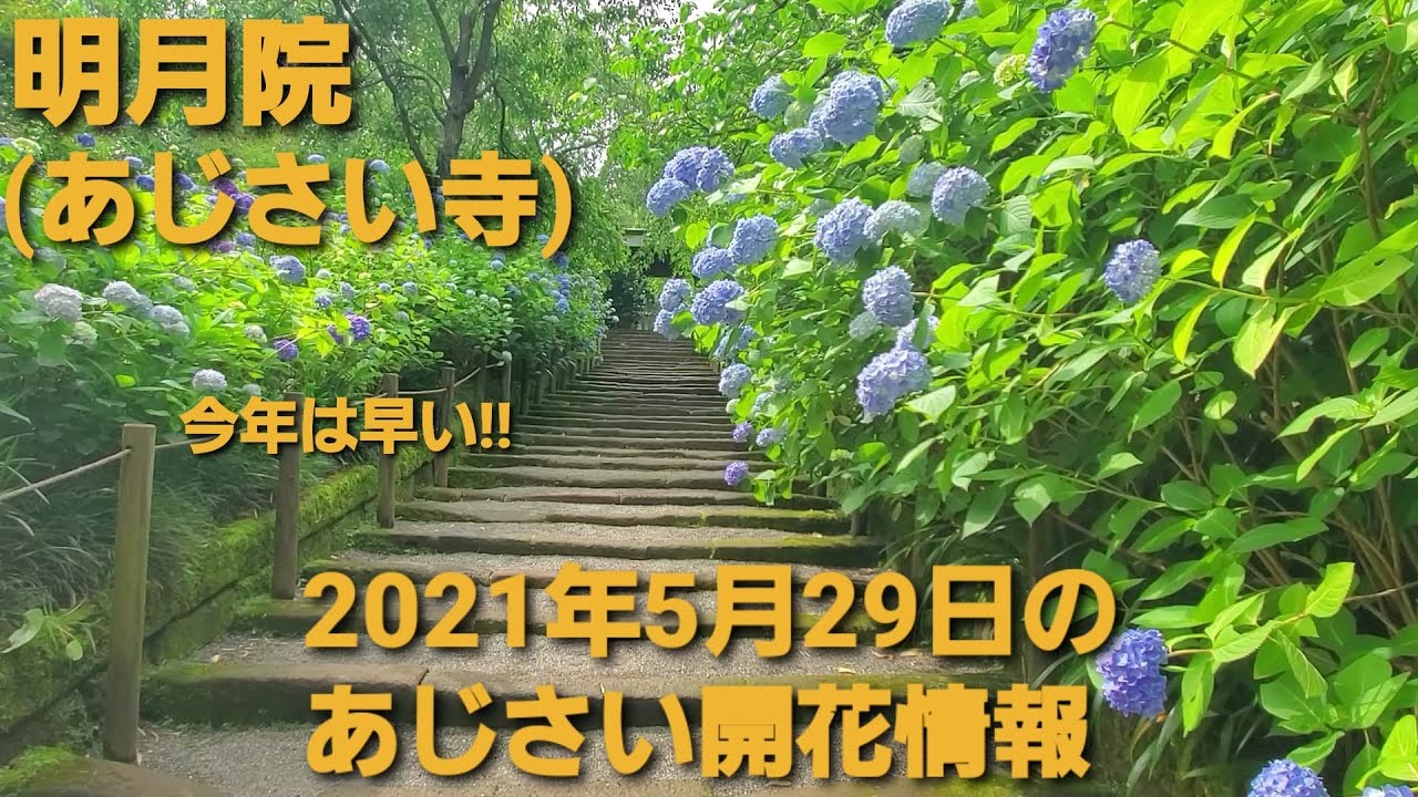 21年5月29日 明月院 あじさい寺 の様子と開花状況 6分咲き程度で色付きもこれから濃くなります Youtube 21年5月29日 明月院 あじさい寺 の様子と開花状況 6分咲き程度で色付きもこれから濃くなります Youtube