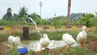 Mcb Quarter Acre A Farm Land Concept Xvid 002