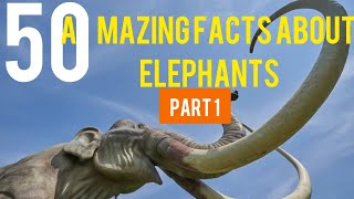 50 Amazing Facts About Elephants (Part 1, 1-25)