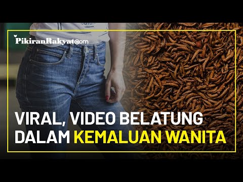 Viral, Video Belatung dalam Alat Kelamin Wanita di Sosial Media Twitter, Begini Penjelasan Medis