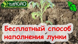 ЧЕМ НАПОЛНИТЬ ЛУНКУ ДЛЯ ВЫСАДКИ РАССАДЫ, ЕСЛИ ДЕНЕГ НЕТ или НЕОХОТА ТРАТИТЬСЯ.