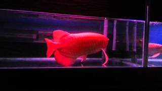 HengkiRed Indonesia (60cm) .002