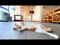 Japan’s Cat Heaven Hotel — 40+ Cats and an Ocean-View Hot Spring! | Hotel Shiroi Todai