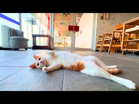 【ねこ宿日和】白い灯台で猫の親密度を効率よく上げる観察手順と交流のコツ