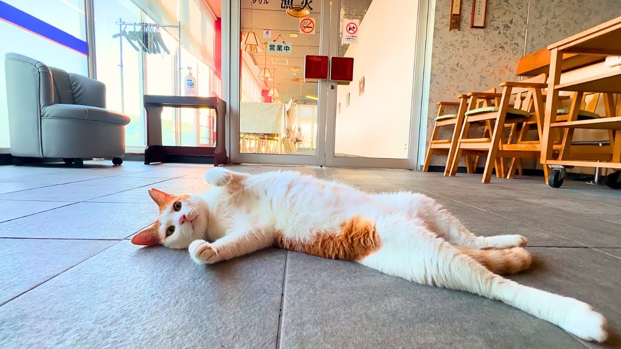 Япония Отель Кошачий Рай — 40+ Котов и Онсэн с Видом на Море