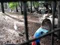 Cassowary at Featherdale Wildlife Park