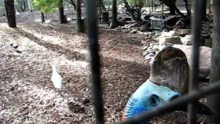 Cassowary at Featherdale Wildlife Park