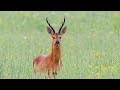 Охота на Косулю с манком во время гона.  Hunting roe deer with decoy during the rut