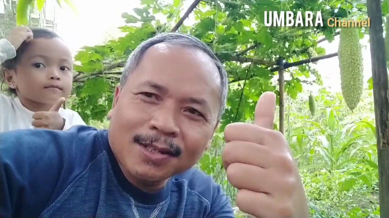 Dibuang sayang, menanam pucuk nanas si madu! 
