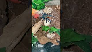 Feeding fast tarantula