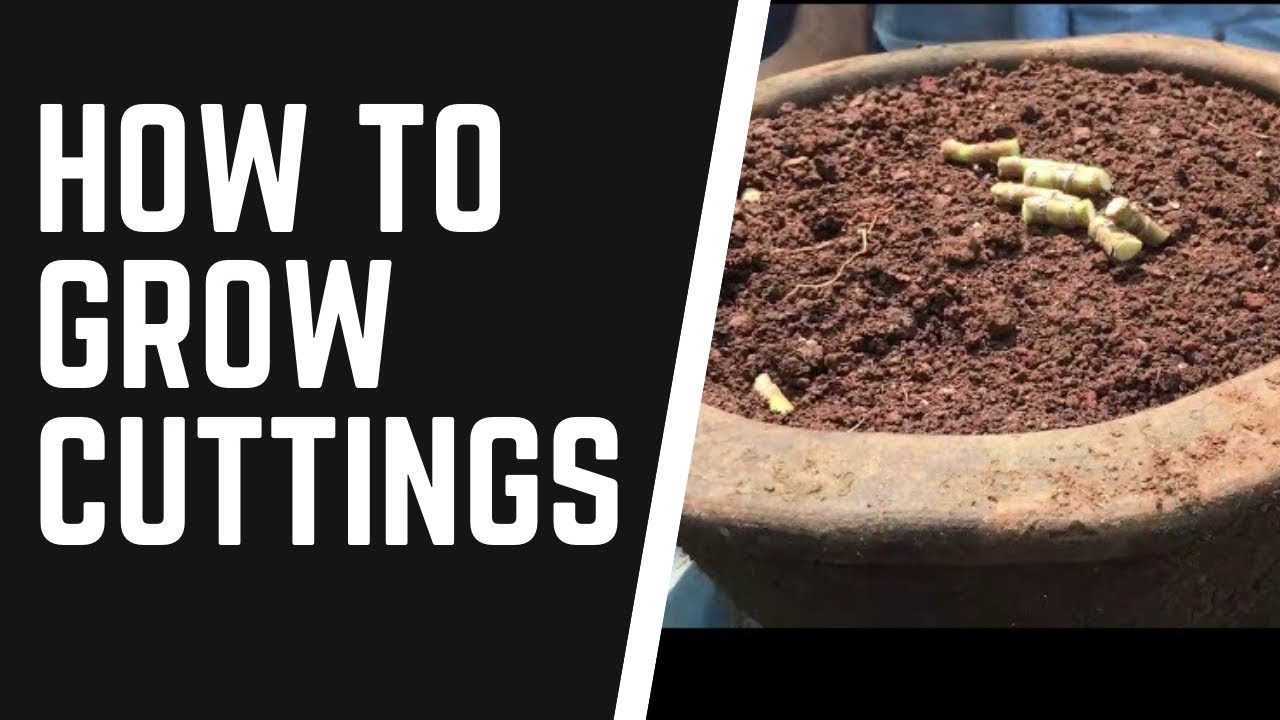 HOW TO GROW CUTTINGS OF RED SISTER TI PLANTS Cordyline (Cordyline