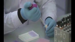 Проведение анализов на заболевания животных с помощью ИФА наборов Проведение анализов на заболевания животных с помощью ИФА наборов