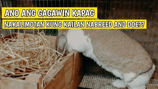 RABBIT FARMING | GANTO GAWIN MO KAPAG NAKALIMOTAN MO KUNG KAILAN NABREED ANG DOE MO