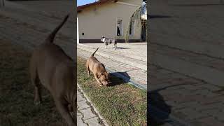 Amon & Mazal American Bullys